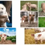 Colorful cute animal pigs photo collage