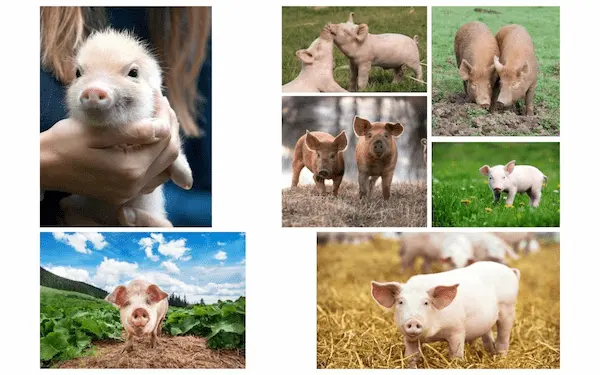 Colorful cute animal pigs photo collage