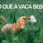 Green and White Simple Livestock Presentation